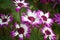 Magenta-white flowers of Florist\\\'s cineraria (Pericallis x. hybrida) in bloom : (pix Sanjiv Shukla)