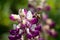 Magenta and White Lupine with a Bee