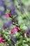 Magenta Wildflowers in California Field