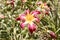 Magenta and Yellow Daylily Flower