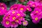 Magenta and yellow flowering Primula plants
