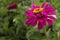 Magenta Zinnia