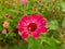 a magenta zinnia elegans flower growing in the wild