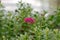 Magenta Zinnia flower