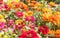 Magenta Zinnia Flower in Garden Background