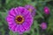 Magenta zinnia flower in the garden closeup