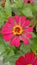 Magenta Zinnia in the Garden