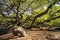 Magestic Angel Oak Tree near Charleston, SC