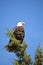 Magestic bald eagle near Cove Palisades state park