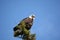 Magestic bald eagle near Cove Palisades state park