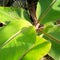 Magetan 7 September 2023Lush leafy green and pink banana plants in Magetan rice fields in fresh bright morning light