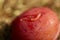 Maggot in fruit is a problem during warm summers