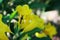 The maggots cling on the flowers, the old yellow bell, the yellow Thai name called Thong Rai.  Selectable focus  Natural blurred .