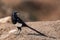 Maghreb Magpie, Pica mauritanica, Souss-Massa National Park, Morocco