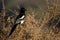 Maghreb Magpie, Pica mauritanica, Souss-Massa National Park, Morocco