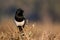 Maghreb Magpie, Pica mauritanica, Souss-Massa National Park, Morocco