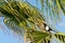 Maghreb magpie Pica mauritanica in a tropical palm tree, Agadir, Morocco