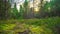 Magic autumn forest with fly agaric, time-lapse