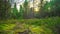 Magic autumn forest with fly agaric, time-lapse with crane