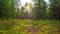 Magic autumn forest with fly agaric, time-lapse with crane