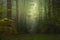 Magic autumn forest, romantic, misty, foggy landscape