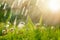 Magic background with clover and raindrops. Beautiful summer landscape