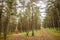 Magic baltic tree forest with two similar dirt roads