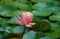 Magic big bright pink water lily or lotus flower Perry`s Orange Sunset in pond. Beautiful Nymphaea rises above spotted leaves