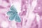 Magic blue butterfly flying in pink field