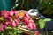 Magic breakfast under beautiful flowers. Bright petunia flowers and green clover leaves