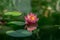 Magic bud of pink water lily or lotus flower Perry`s Orange Sunset with spotty leaves reflected in green pond. Nymphaea petals w