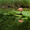 Magic close-up of water lilies or lotus flowers Perry`s Orange Sunset with spotty leaves in garden pond