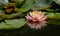 Magic close-up of water lilies or lotus flowers Perry`s Orange Sunset with spotty leaves in garden pond