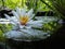 Magic close-up white water lily or lotus flower Marliacea Rosea in pond mirror with green leaves. Petals of Nymphaea in drops