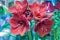 Magic deep Red Hippeastrum in a flower shop in the blurry vibrant green background