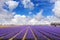 Magic dutch spring flowers under the beautiful sky. Fields of blooming blue and purple hyacinths in Lisse, Netherlands