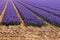 Magic dutch spring flowers under the beautiful sky. Fields of blooming blue and purple hyacinths in Lisse, Netherlands