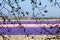 Magic dutch spring flowers under the beautiful sky. Fields of blooming blue and purple hyacinths in Lisse, Netherlands