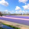 Magic dutch spring flowers under the beautiful sky. Fields of blooming blue and purple hyacinths in Lisse, Netherlands