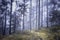 Magic fairytale foggy forest tree landscape