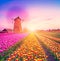 Magic fascinating picture of beautiful windmills spinning in the midst tulip field in Kinderdijk, Netherlands, Europe at dawn