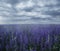 Magic field with lilac flowers in misty haze.