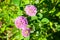 Magic flower - red clover, three fragrant pink flowers, shamrock, search for a shamrock with four petals for good luck