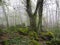 Magic forest: Ancient tree inbetween moss-covered rocks on a foggy morning in the Rhoen mountains, Gangolfsberg, Germany