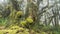 Magic forest trees in green nature in New Zealand wild wood landscape Time lapse