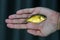 Magic Gold Fish