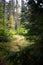 Magic green forest path on sunny day