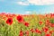 Magic landscape with poppy flowers in a field against the sky in pastel colors