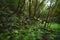 Magic Laurisilva rain forest in Anaga mountains, Tenerife, Canary islands, Spain.