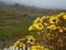 Magic mountain landscape with mist and yellow flowers